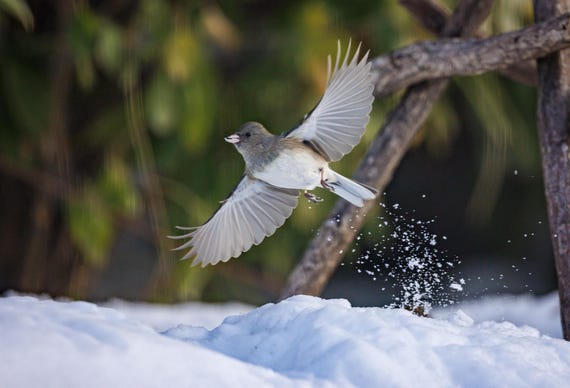 Junco in Flight