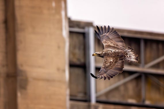 Juvenile Eagle on the Hunt