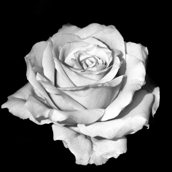 A White Rose