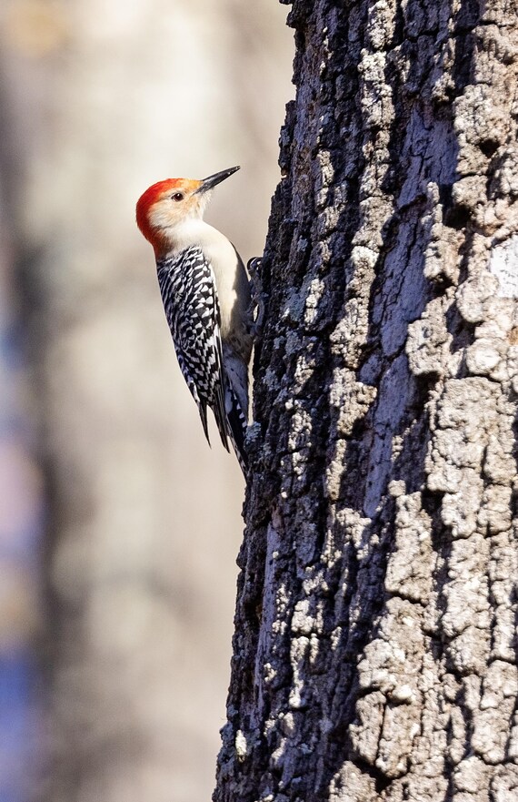 Red-Bellied Woodpecker