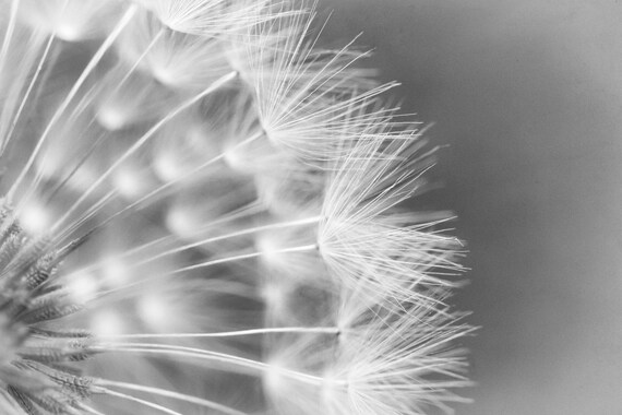 Dandelion BW (Photography)