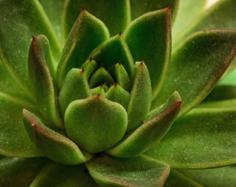 Succulent 1 (Photography)