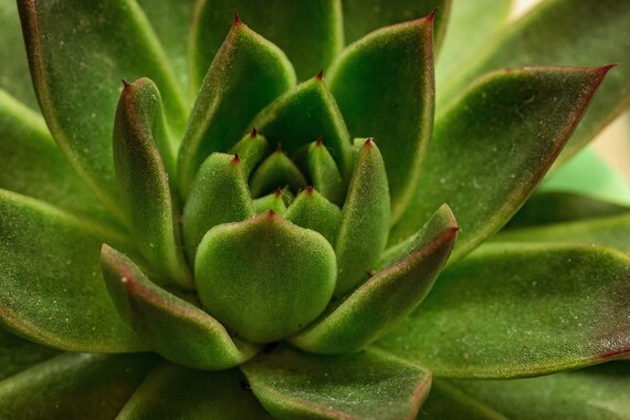 Succulent 1 (Photography)