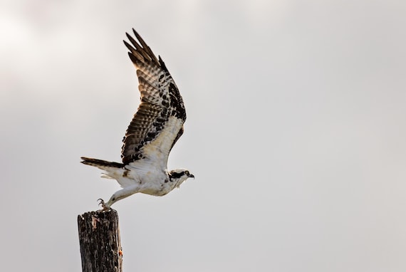 Osprey Launch