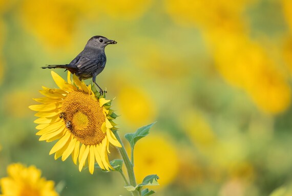 Gray Catbird on Sunflower