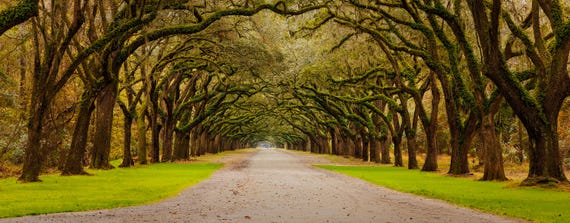 Wormsloe Oak Lined Lane