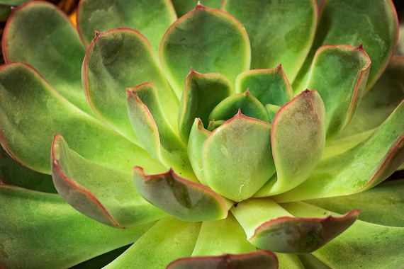 Succulent 3 (Photography)