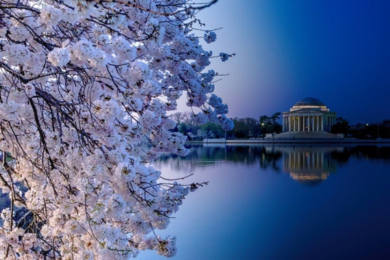 Cherry Blossoms -- Tidal Basin, Washington DC