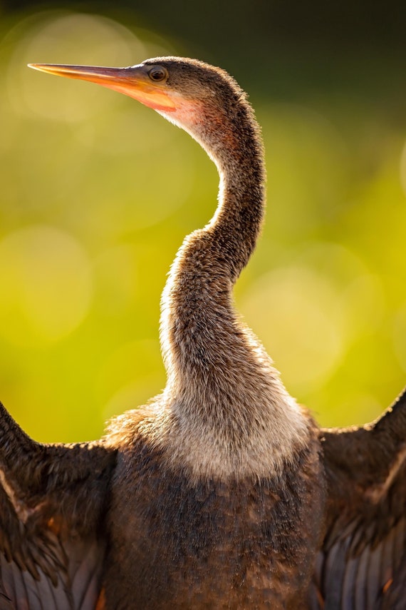 Anhinga Portrait