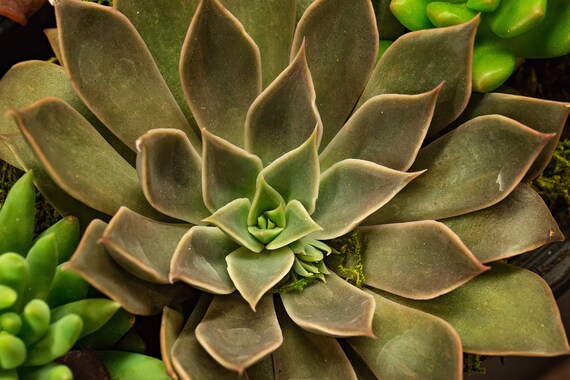 Succulent 4 (Photography)