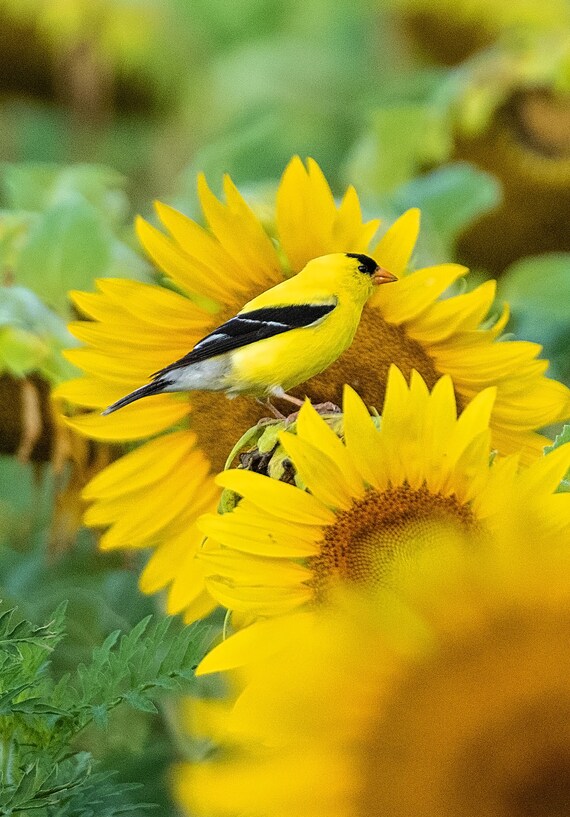 Goldfinch in Sunflowers