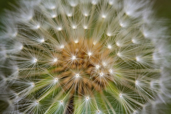 Dandelion Color (Photography)