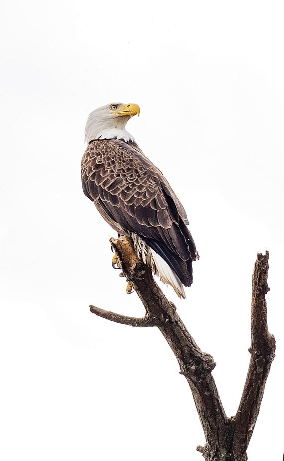 Perched Bald Eagle