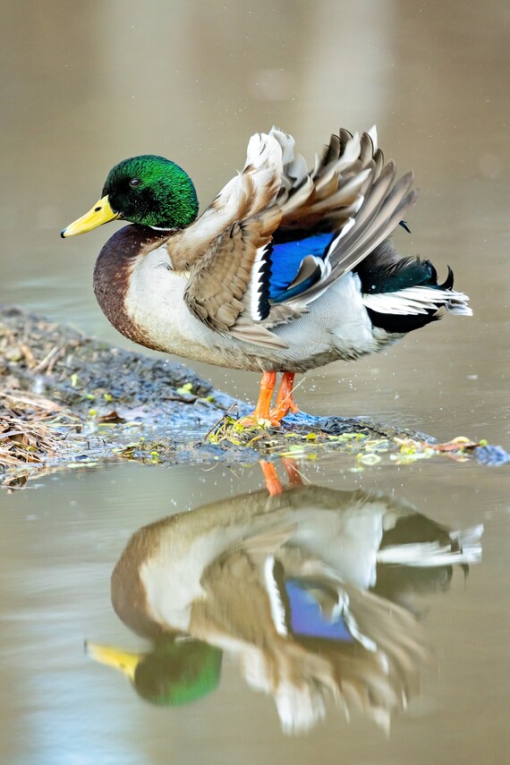 Mallard Reflection