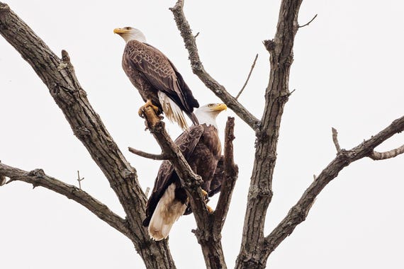 Eagles in Tree