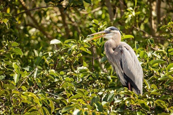 Great Blue in the Bush