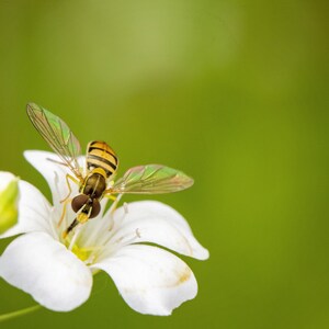 Hoverfly on Wildflower (Photography)