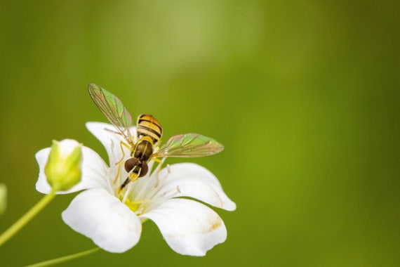 Hoverfly on Wildflower (Photography)