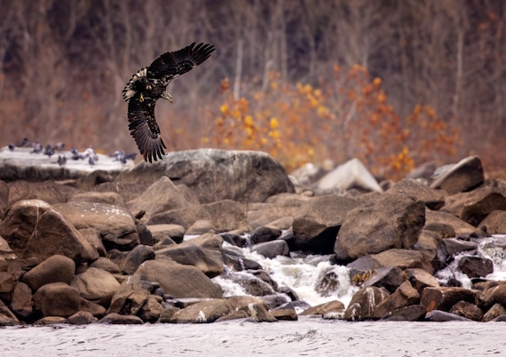 Juvenile Eagle On the Rocks