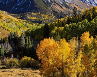 May include: A mountain range with snow-capped peaks in the background. The foreground features a valley with a field of golden yellow grass and a grove of trees with yellow leaves.