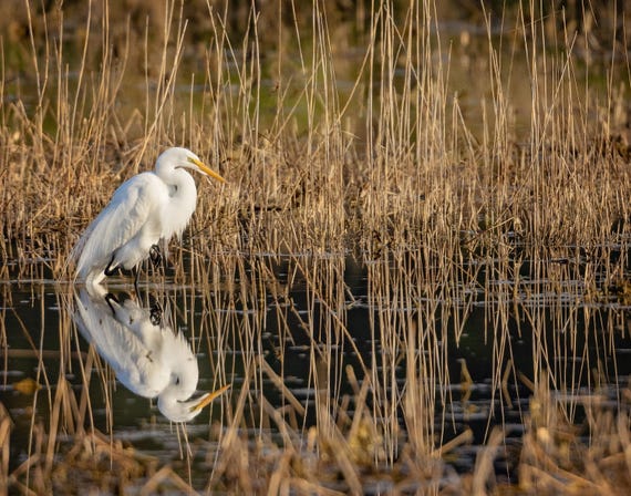 Egret in Reeds Reflection