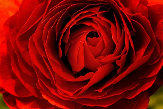 Red Ranunculus (Photography)