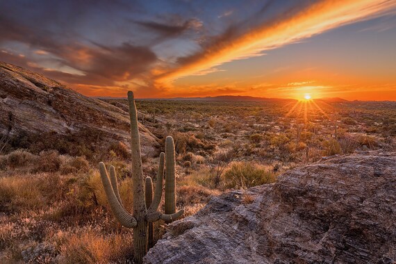 Saguaro Sunset