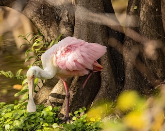 Rosenröd skedstork