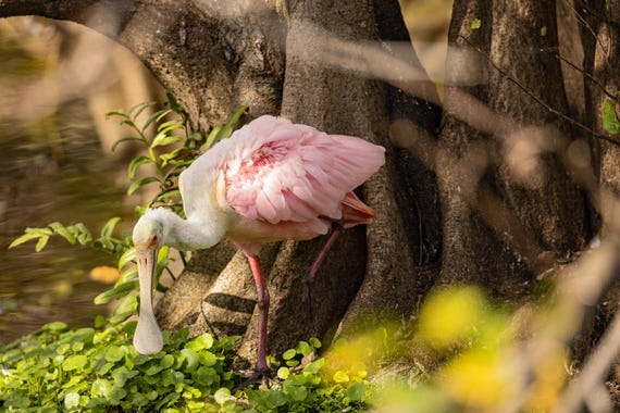 Roseate Spoonbill