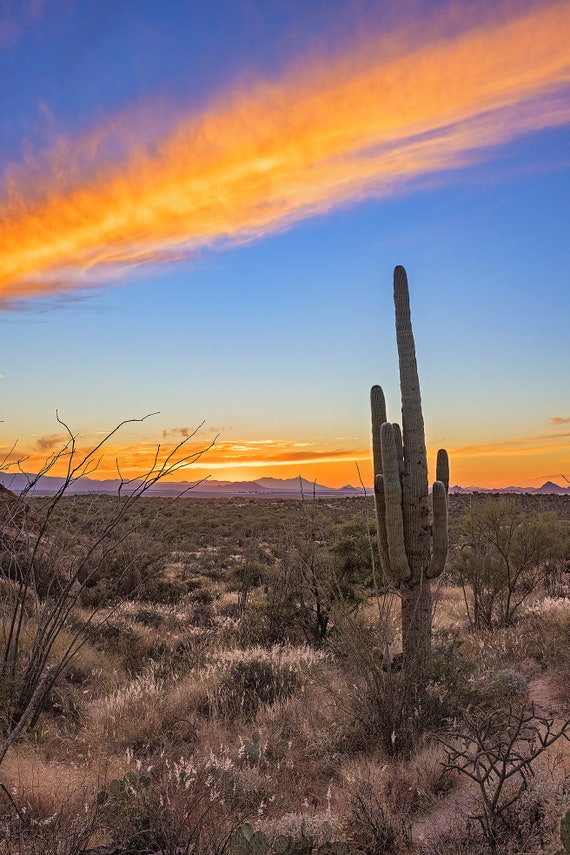 Saguaro Sunset 2