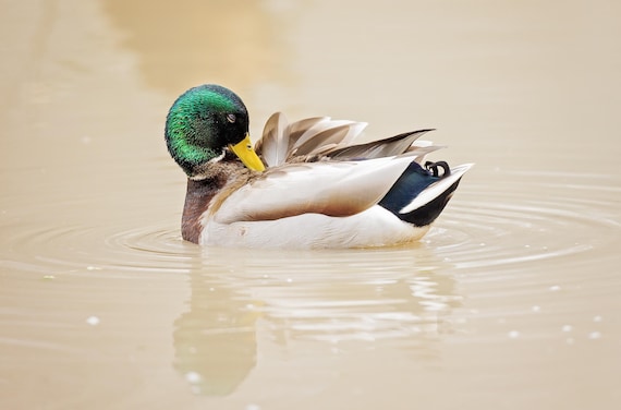 Sleepy Mallard