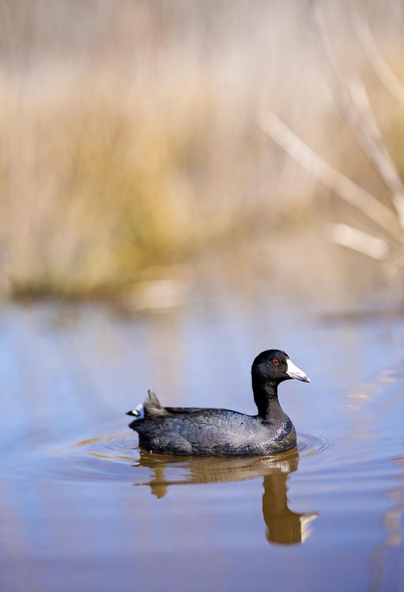 American Coot Portrait