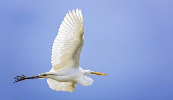 Egret Wingspan