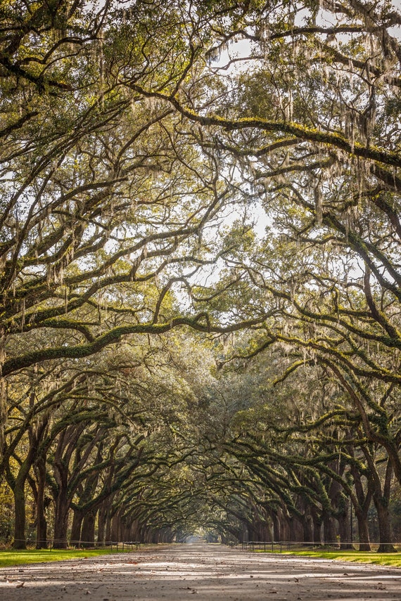 Wormsloe Tree Canopy