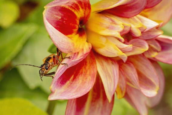 Leatherwing Soldier Beetle on Dahlia (Photography)