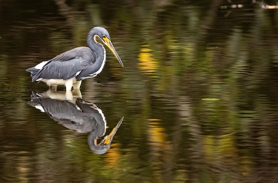 Tricolored Heron Reflection