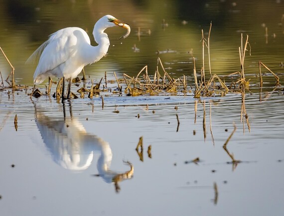 Egret With Fish Reflection