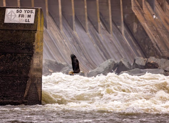 Eagle Over the Rapids