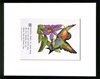 Moss - Bird Children - 1939 - RUBY Throated HUMMING BIRD - Drink Flower Honey - Professionally Matted Children's Book Illustration Art Print