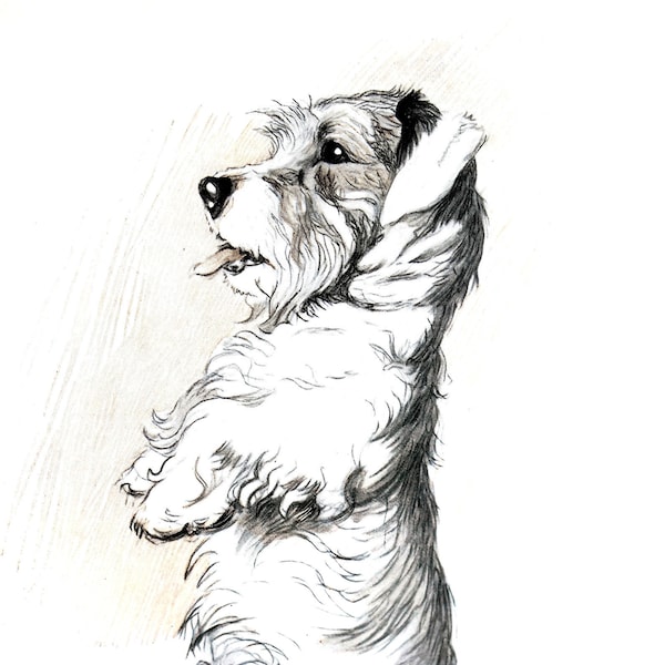 Champion SEALYHAM Terrier BEGGAR 1930 Hungry Begging SLICKSON Cecil Aldin Puppy Antique Dog Print Professionally Matted Ready to Frame