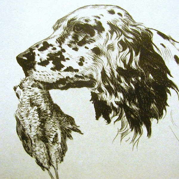 Diana Thorne Vintage Dog Print  - 1936 - SETTER  w BIRD Pheasant - RETRIEVER  - Fine Quality Professionally Matted Art Ready to Frame Art