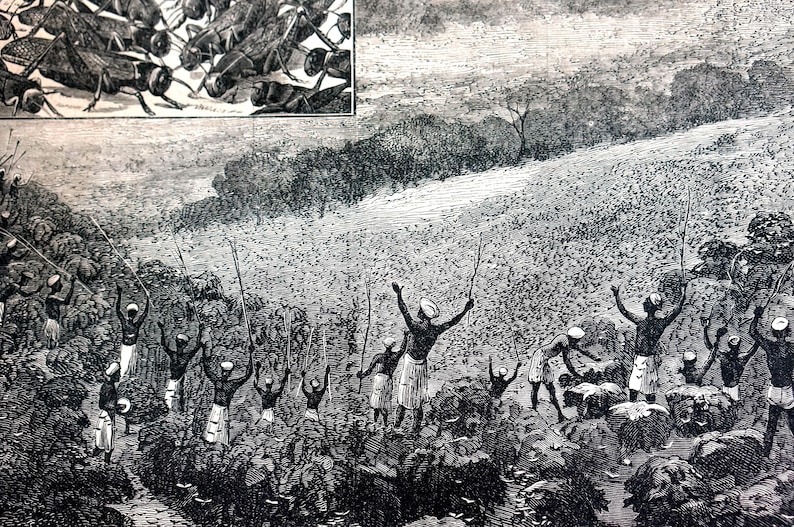 India 1878 DRIVING LOCUST Locusts from FIELD Insects Grasshoppers Antique Engraving Print Professionally Matted Wall Art Ready to Frame