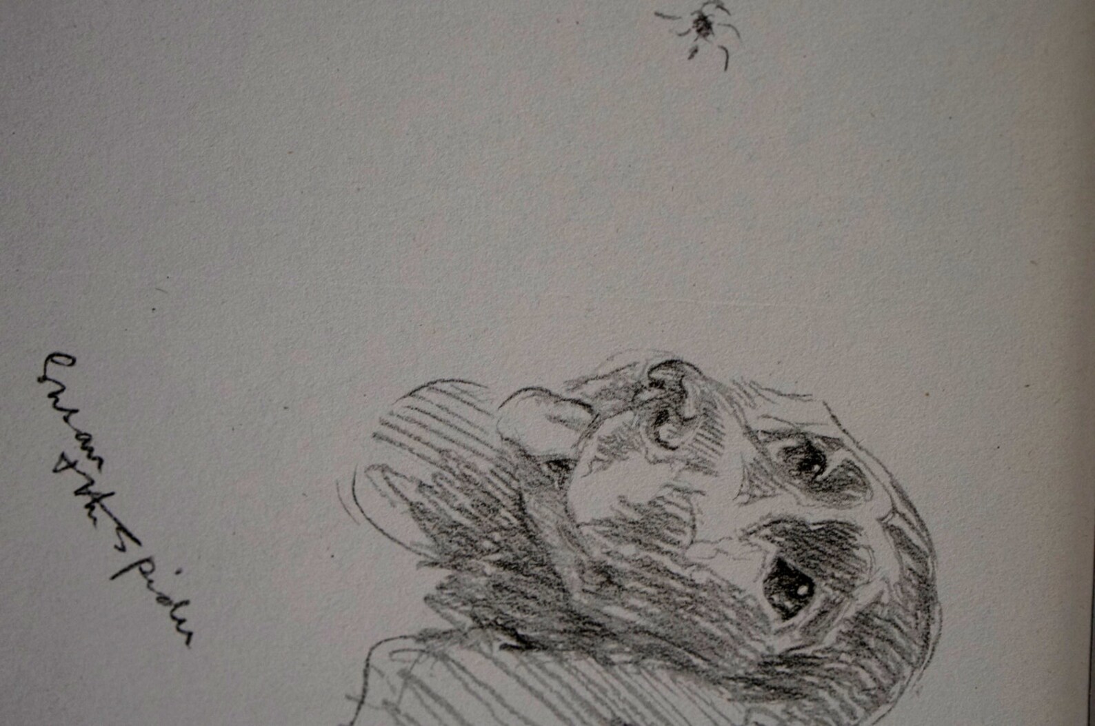 Lucy Dawson Vintage Dog Print - 1937 - COCKER SPANIEL - Eye on the ...
