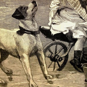 May include: An antique illustration depicts a dog with a black and white head and a collar, looking upwards. A person is partially visible near a carriage wheel. The scene is rendered in black and white with detailed cross-hatching.