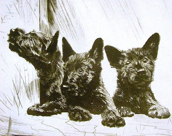 Diana Thorne Vintage Dog Print - 1936 - Three SCOTTISH TERRIERS - Weather Bureau - Fine Quality Professionally Matted Art Ready to Frame Art