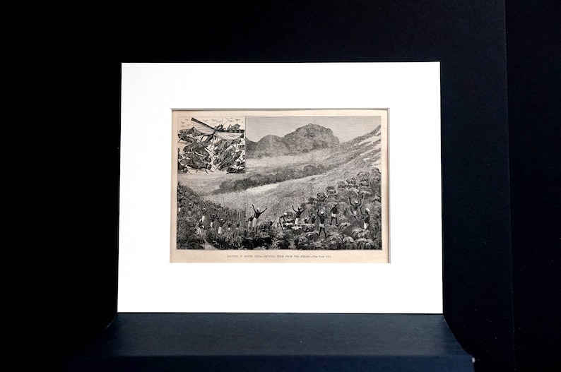 India 1878 DRIVING LOCUST Locusts from FIELD Insects Grasshoppers Antique Engraving Print Professionally Matted Wall Art Ready to Frame