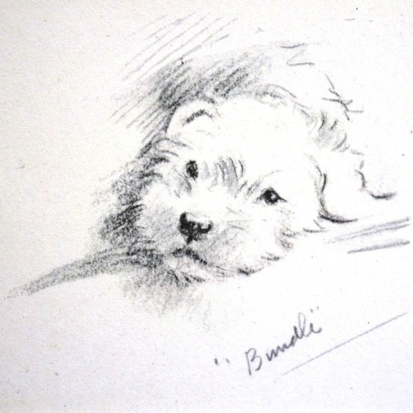 Perro Vintage Lucy Dawson imprimir - 1946 - dulce cachorros SEALYHAM - calidad profesional enmarañado arte listo para marco