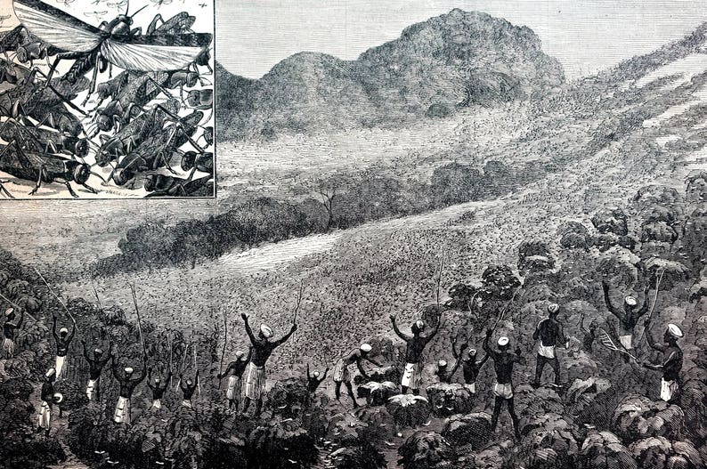 India 1878 DRIVING LOCUST Locusts from FIELD Insects Grasshoppers Antique Engraving Print Professionally Matted Wall Art Ready to Frame