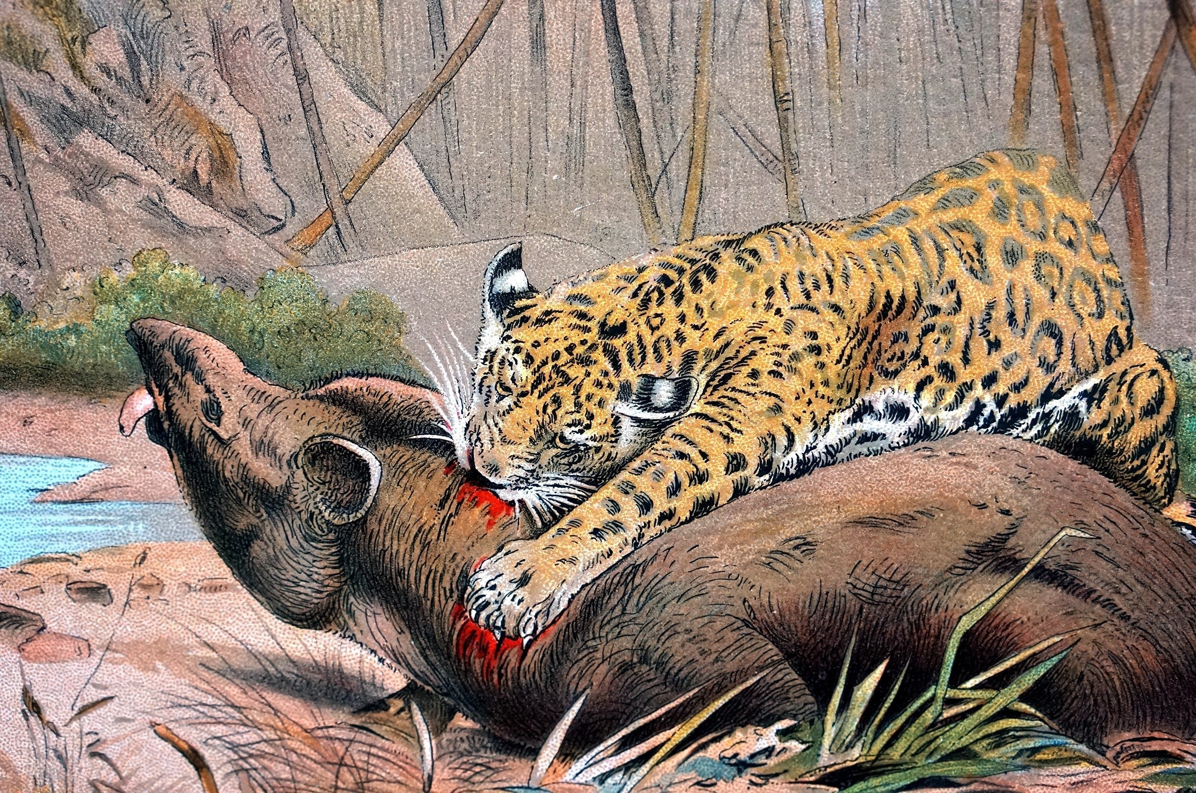 JAGUAR Cat KILLING TAPIR 1901 Animal Print Color - Etsy Hong Kong JAGUAR Cat KILLING TAPIR 1901 Animal Print Color - Etsy Hong Kong