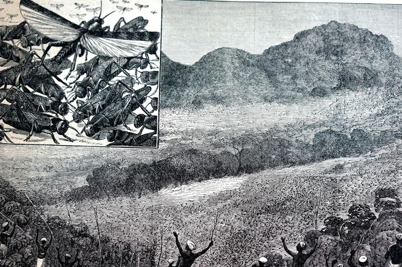 India 1878 DRIVING LOCUST Locusts from FIELD Insects Grasshoppers Antique Engraving Print Professionally Matted Wall Art Ready to Frame